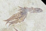 Multiple () Small Knightia Fossil Fish - Wyoming #77133-2
